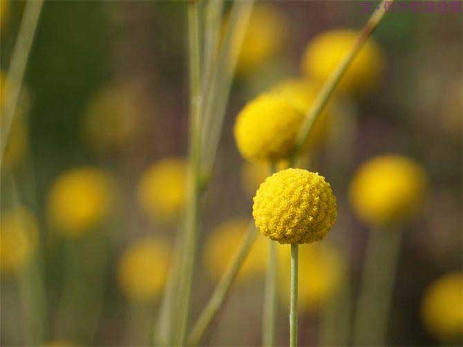 【例外.花箋記】金槌花，敲打在心間的小鼓槌！-別墅設計,軟裝設計,室內(nèi)設計,豪宅設計,深圳例外軟裝設計公司